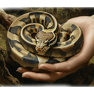 ball python training