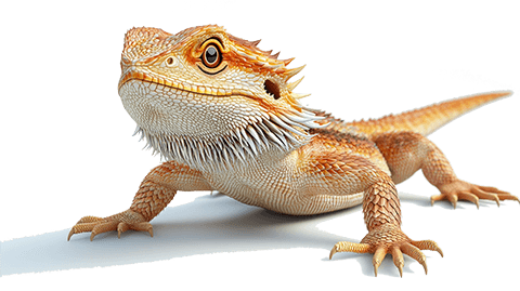 Bearded Dragon
