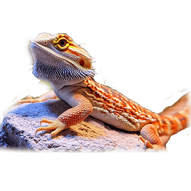 Bearded Dragon Health: A Comprehensive Guide