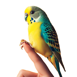 budgie training