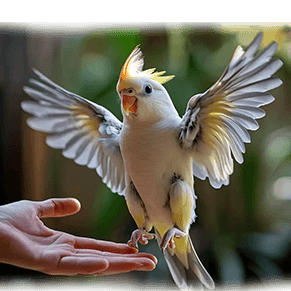 cockatiel training