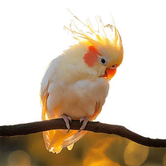 Cockatiel On A Branch