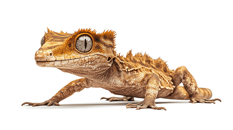 Crested Gecko
