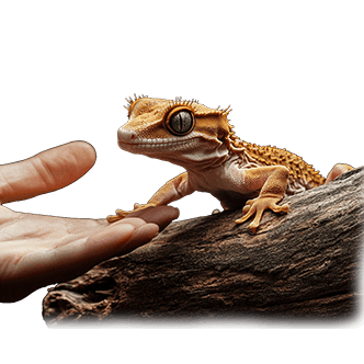 crested gecko training