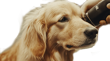 Dog Grooming