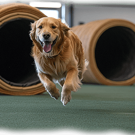 golden retriever training