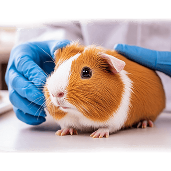 guinea pig health