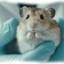 hamster health