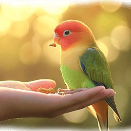 lovebird training