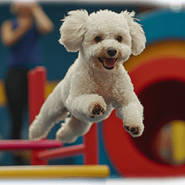 poodle training