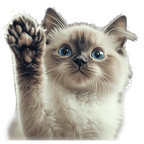 ragdoll cat training