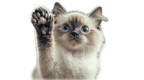 ragdoll cat high five